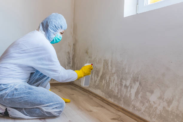 Licensed Mold Remediation service in Springfield, FL - WQB Mold Removal